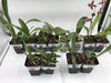 4 Different Oncidiums - Live Orchid Plants