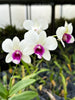 4 Different Dendrobiums - Live Orchid Plants