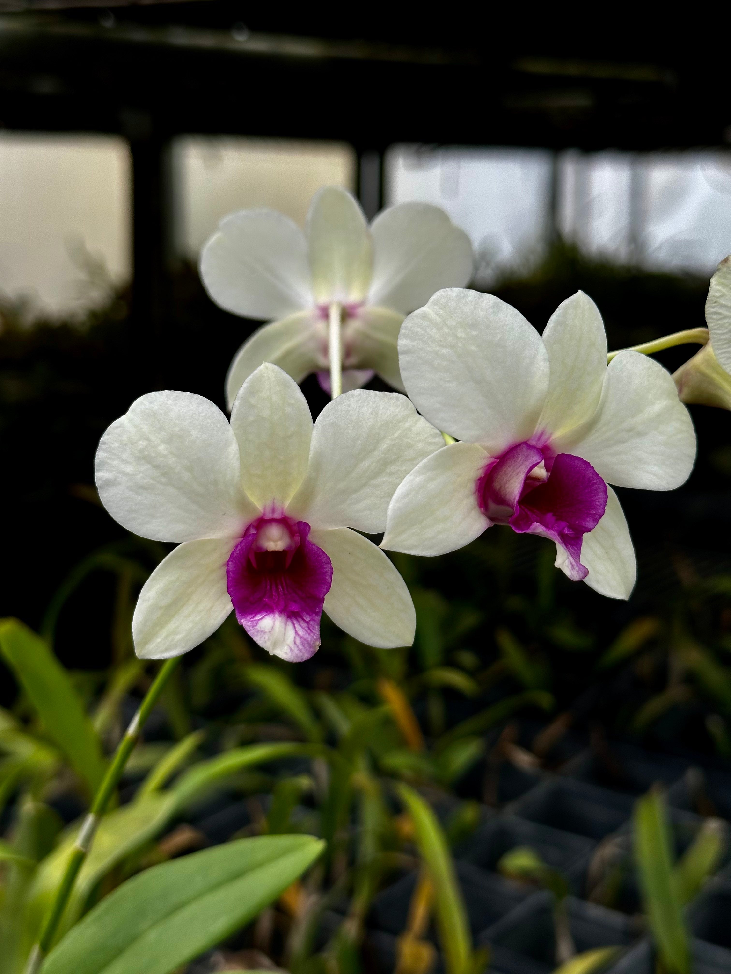 4 Different Dendrobiums - Live Orchid Plants