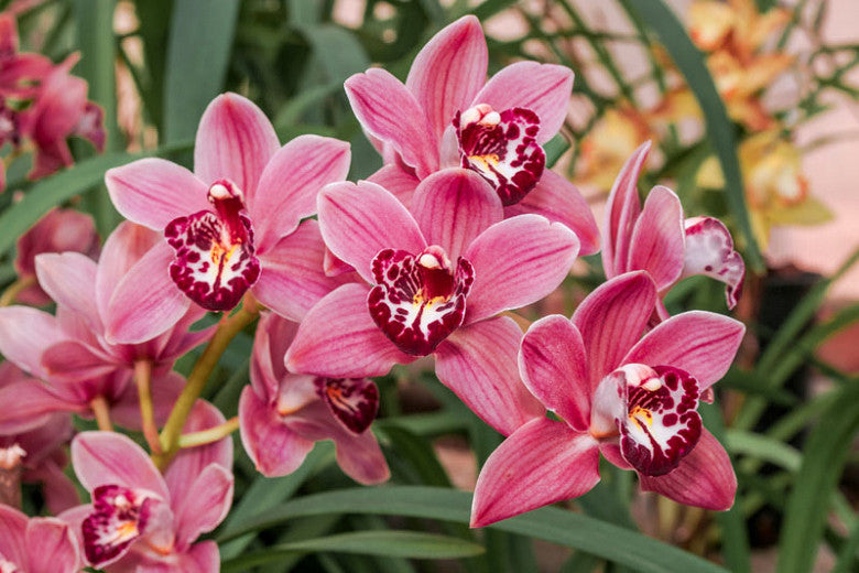 4 Different Cymbidiums - Live Orchid Plants