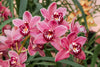 4 Different Cymbidiums - Live Orchid Plants