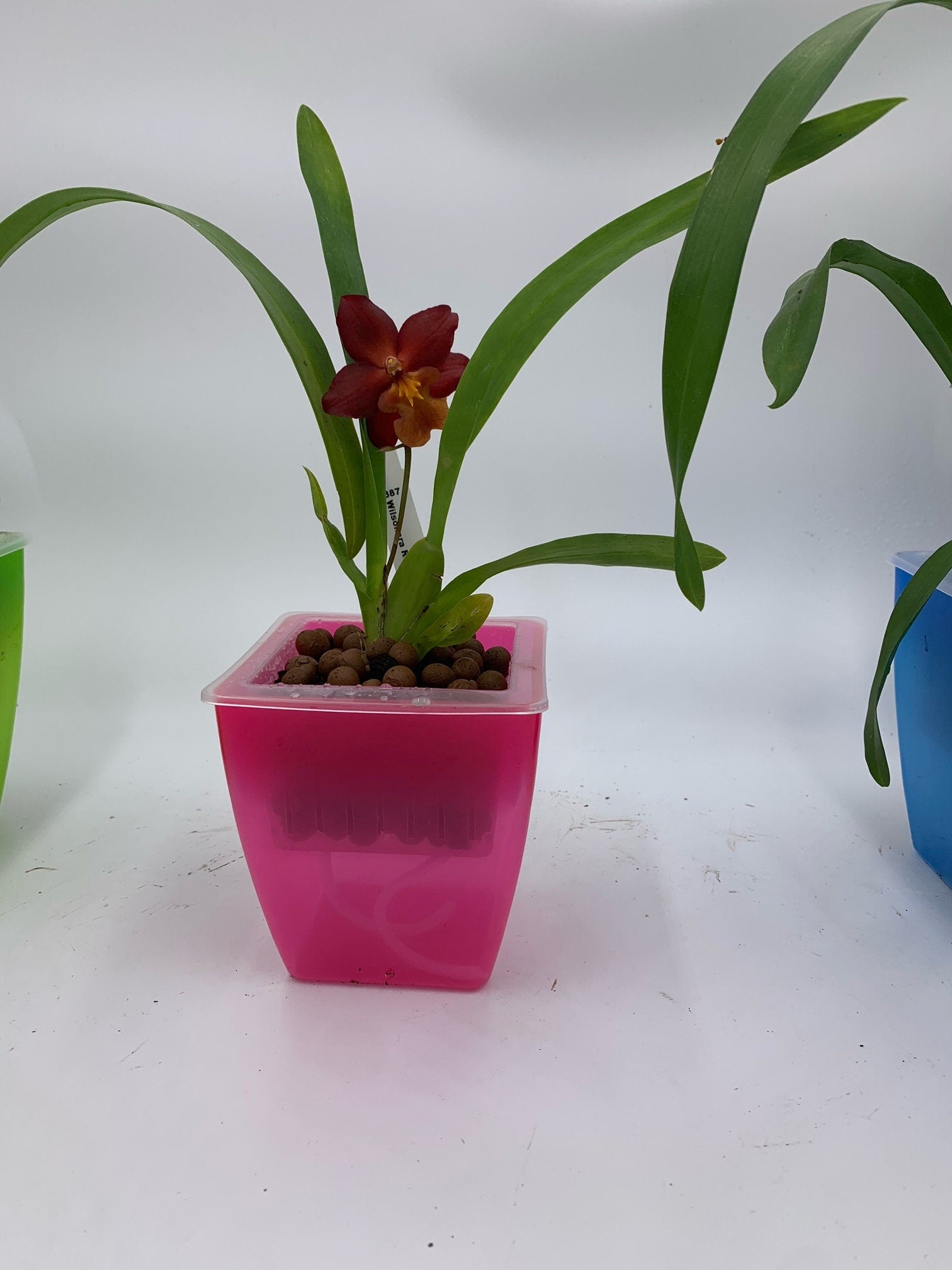 3 Perfect Square Orchid Pots - Self Watering - Plant Planters