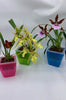 3 Perfect Square Orchid Pots - Self Watering - Plant Planters