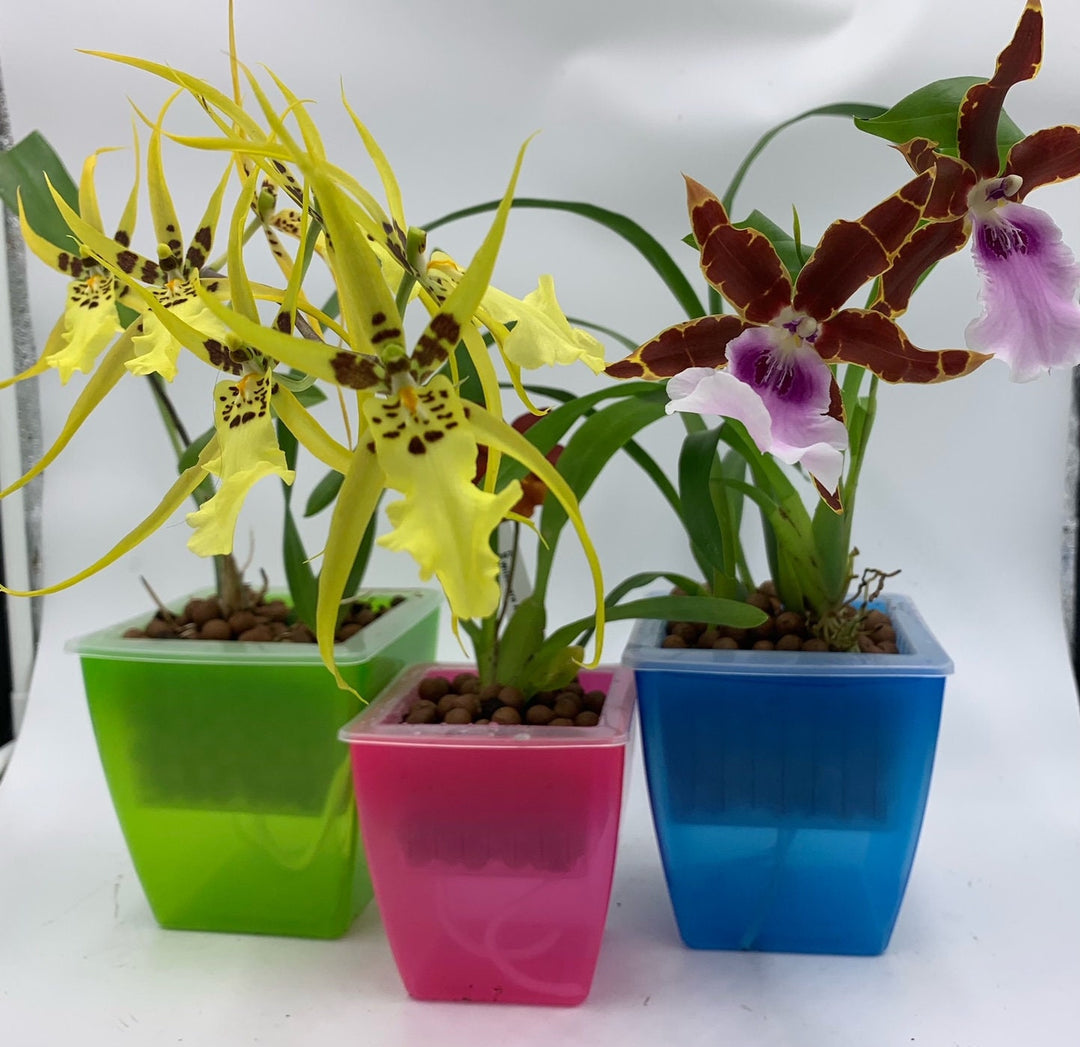 Premium Orchids at Affordable Prices – Premium Rare Orchids