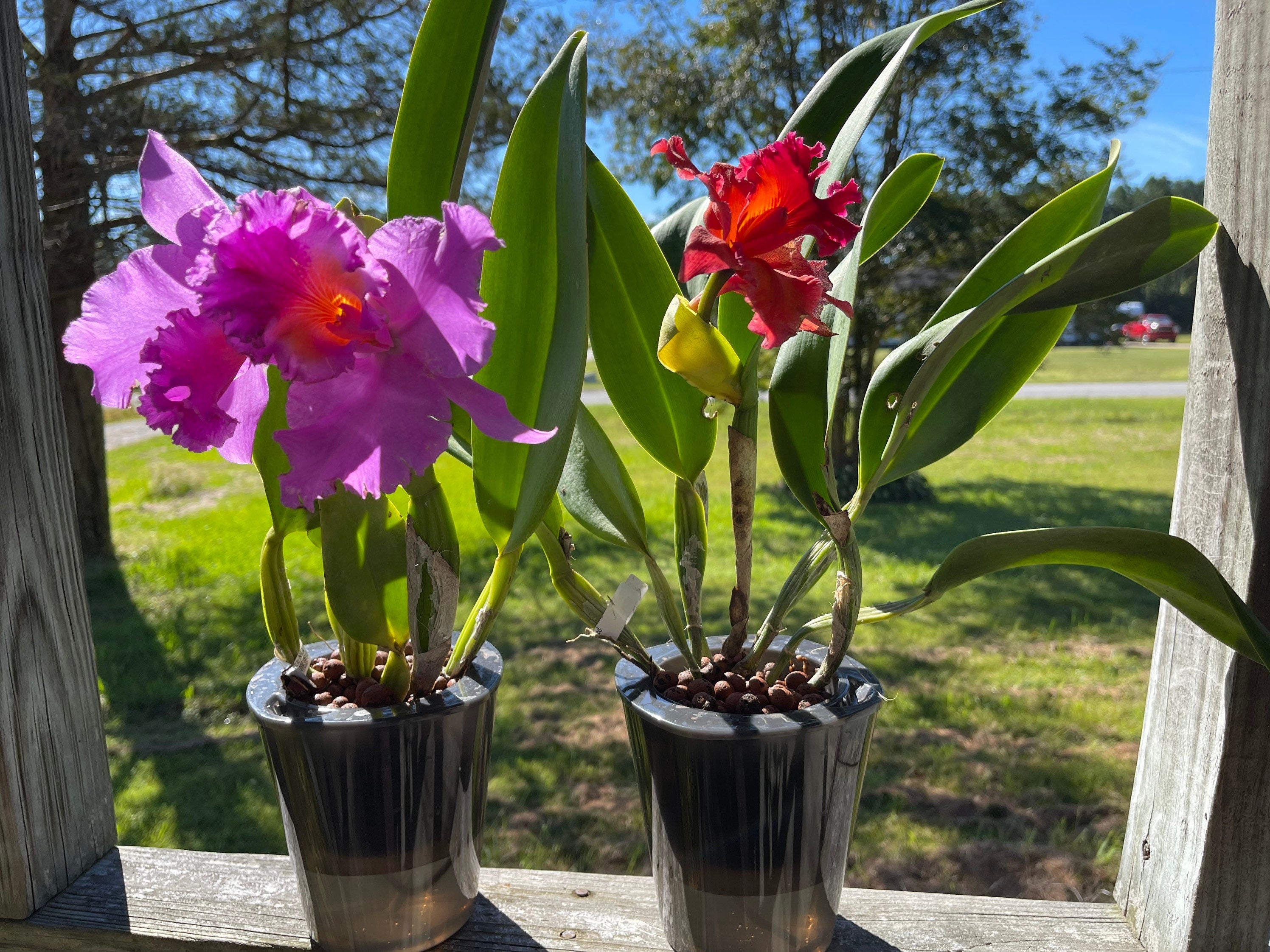 3 Perfect Orchid Planters - Self Watering - Plant Pots