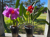 3 Perfect Orchid Planters - Self Watering - Plant Pots