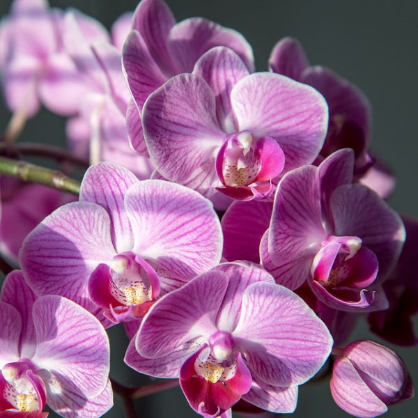 4 Different Phalaenopsis - Live Orchid Plants