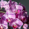 4 Different Phalaenopsis - Live Orchid Plants